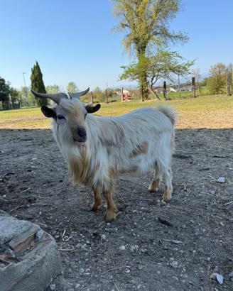 Becco