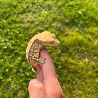 Geco Ciliatus baby Tricolor