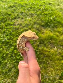 Geco Ciliatus baby Tricolor