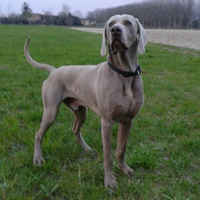 Bracco di weimaraner stallone