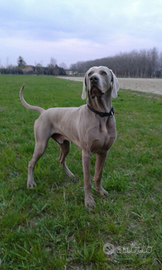 Bracco di weimaraner stallone