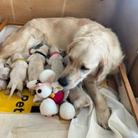 Cuccioli di Golden Retriver
