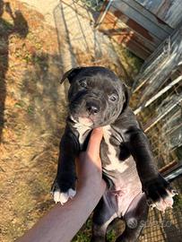 American pitbull terrier