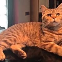 British Shorthair adulta