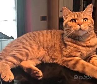 British Shorthair adulta