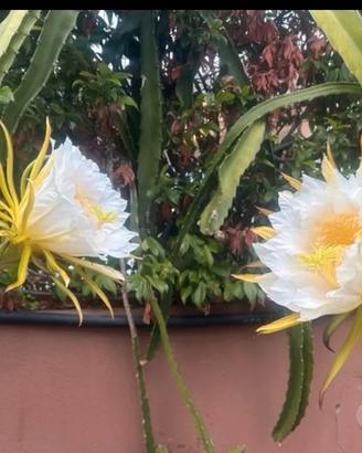 Tre talee autofertili di Pitaya
