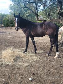 Cavallo puledro