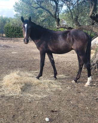 Cavallo puledro
