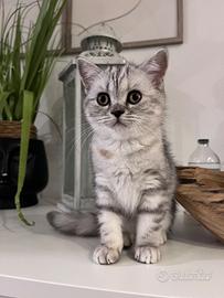 Gatto