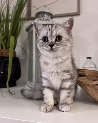 Gatto