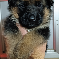 Cuccioli pastore tedesco - pedigree