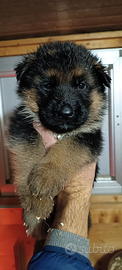 Cuccioli pastore tedesco - pedigree