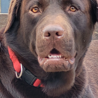Labrador con pedigree di elevata genealogia