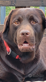 Labrador con pedigree di elevata genealogia