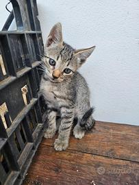 Gattini