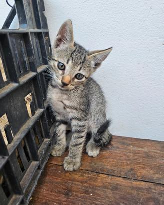 Gattini