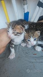 gatti piccoli