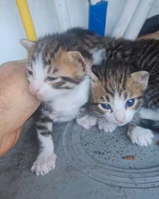 gatti piccoli