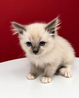 Cucciolo Ragdoll maschio