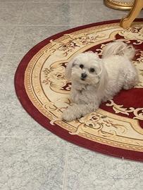 Cuccioli di maltese toy