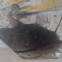 Pesce gatto con vasca acquario