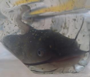 Pesce gatto con vasca acquario