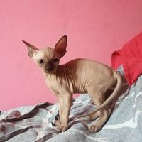 Cuccioli di Canadian Sphynx