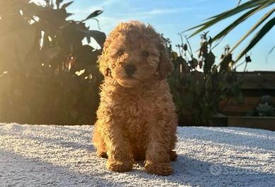 Cuccioli di barboncini maschi e femmine