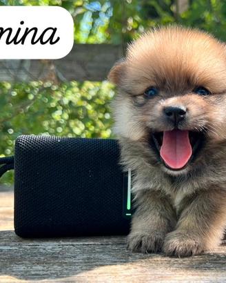 Spitz di Pomerania