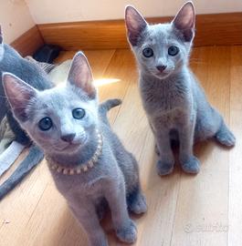 Cuccioli Blu di Russia pedigree ANFI