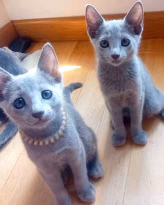 Cuccioli Blu di Russia pedigree ANFI