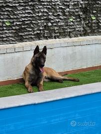 Pastore malinois