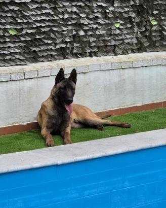 Pastore malinois