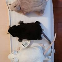 IKEA topo peluche
