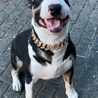 Bull terrier x monta