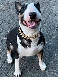 Bull terrier x monta
