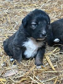 Cuccioli pastore del caucaso