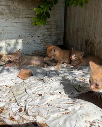 Gatti in adozione