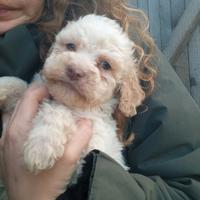 Cuccioli di lagotto romagnolo