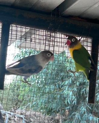 Inseparabili Personata