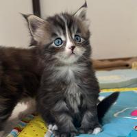 Maine coon pedigree occhi blu