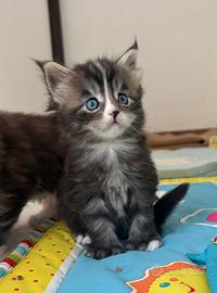 Maine coon pedigree occhi blu