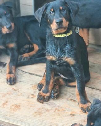 Cuccioli BEAUCERON figli di due Campioni