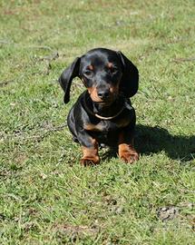 Cuccioli bassotto tedesco taglia nana