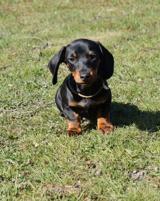 Cuccioli bassotto tedesco taglia nana