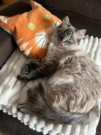 Gatto siberiano Neva Masquerade per monta