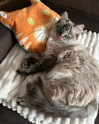 Gatto siberiano Neva Masquerade per monta