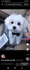 Maltese