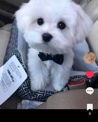 Maltese