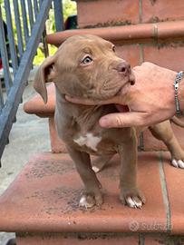 Cucciola pitbull